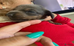 Miniature Dachshund dogs for sale: Beautiful miniature dachshunds  - Image 6
