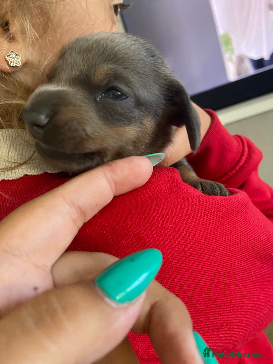 Miniature Dachshund dogs for sale: Beautiful miniature dachshunds  - Image 6