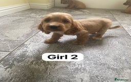 Cocker Spaniel dogs for sale: OUT STANDING GOLDEN SHOW TYPE COCKER SPANIEL  - Image 14
