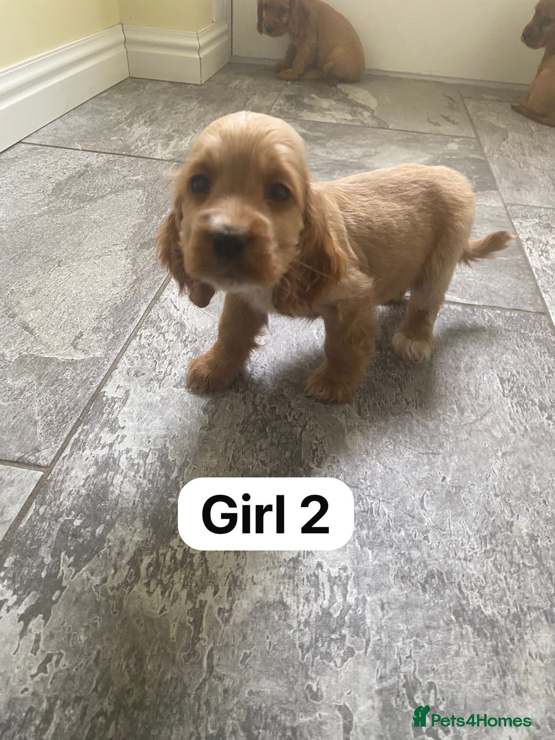 Cocker Spaniel dogs for sale: OUT STANDING GOLDEN SHOW TYPE COCKER SPANIEL  - Image 14