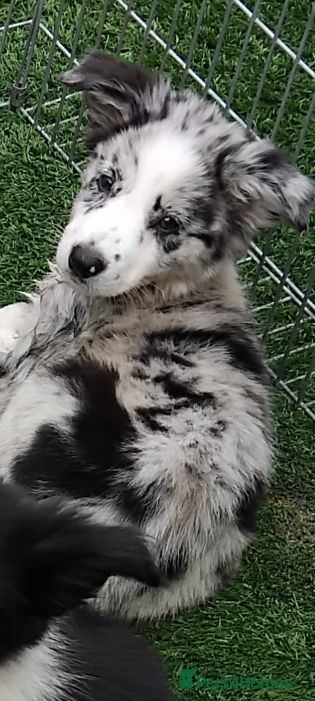 Border Collie dogs for sale: Stunning litter of blue merle border collies - Image 5