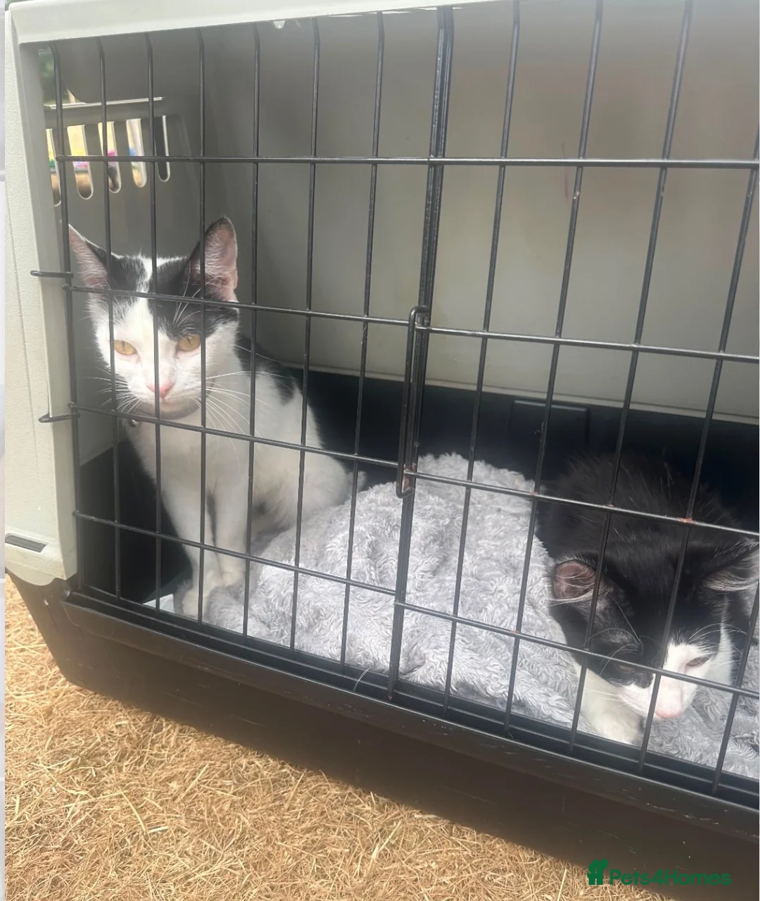 British Shorthair cats for adoption: FINAL, URGENT PLEA 💔💔💔 - Advert 2