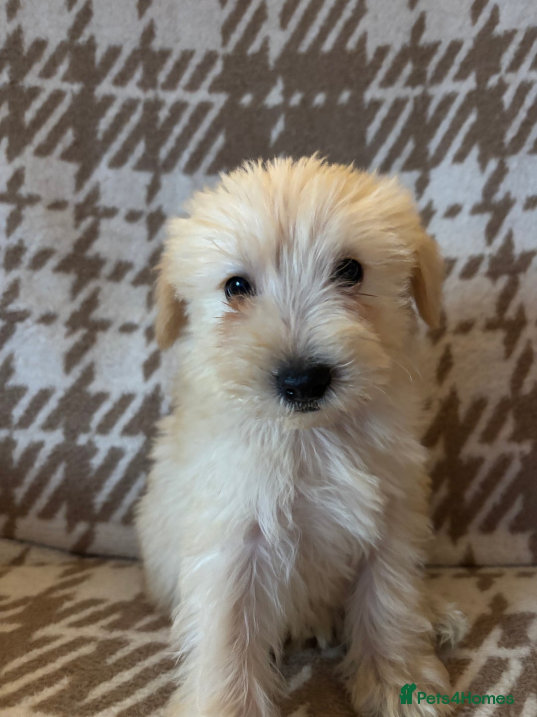Schnoodle dogs for sale: Truly gorgeous F1 Schnoodle Puppies  - Advert 10