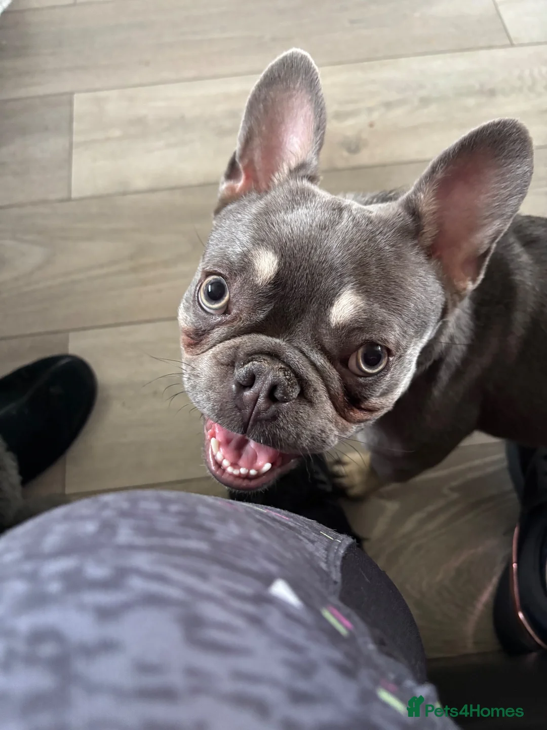 French Bulldog dogs for sale: Gorgeous silver & fawn French bulldog bitch - Advert 6