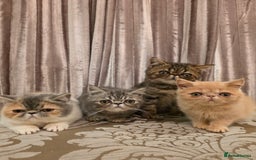 Exotic cats for sale: Super high quality Exotics - TICA reg pedigree - Image 6