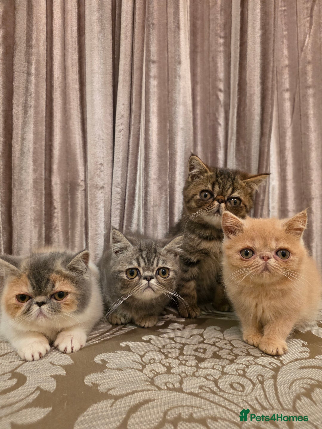 Exotic cats for sale: Super high quality Exotics - TICA reg pedigree - Image 6