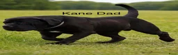 Cane Corso dogs for sale: Beautiful Cane Corso Cross Puppies – Male & Female in Gravesend - Advert 20