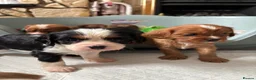 Cavalier King Charles Spaniel dogs for sale: Absolutely beautiful King Charles Cavalier puppies - Advert 5