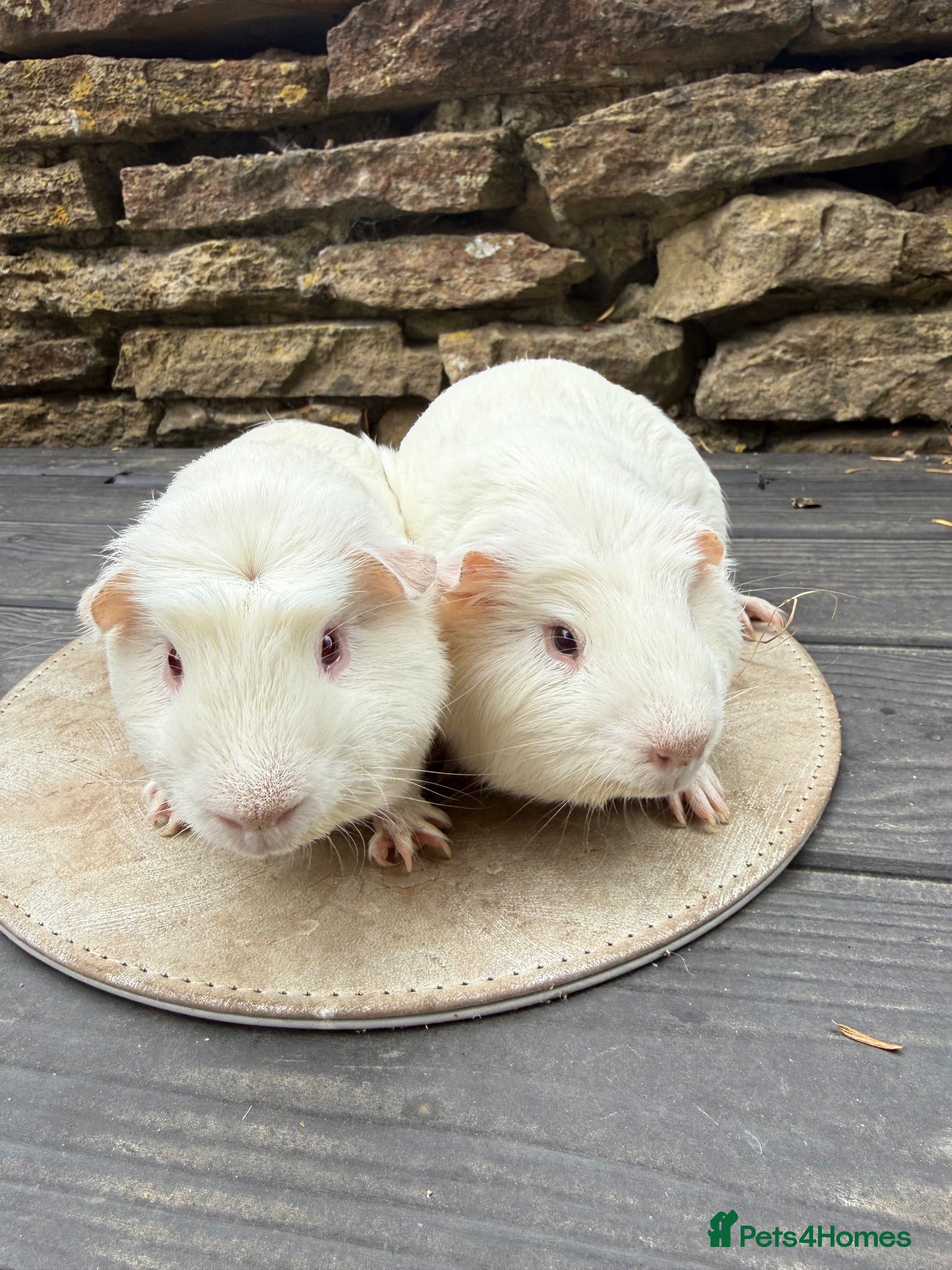 Guinea Pig rodents Buzz and Woody 👀🏡 - Advert 1
