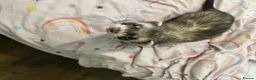Ferret rodents for sale: Male ferret 4 months old  in Sheffield - Advert 4