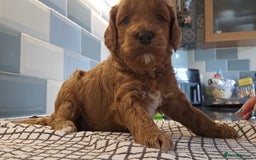 Cockapoo dogs for sale: Beautiful PRA F1B puppies - Image 28