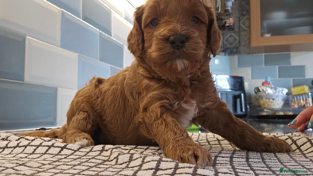 Cockapoo dogs for sale: Beautiful PRA F1B puppies - Image 28