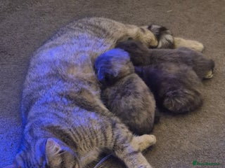 Scottish Fold cats Tica registered, parents pkd clear - Advert 1