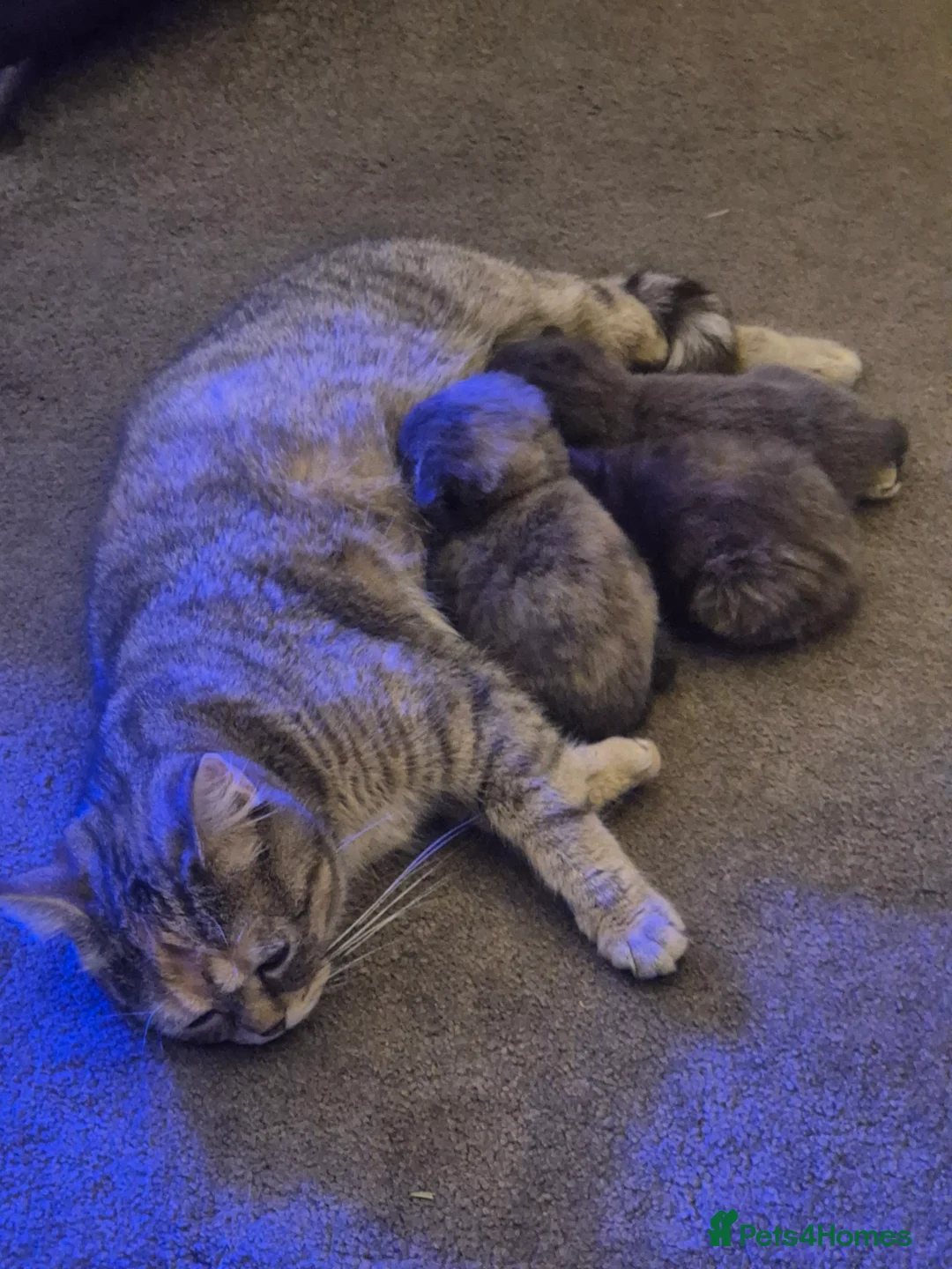 Scottish Fold cats for sale: *Reduced*TICA REGISTERED  - Advert 6