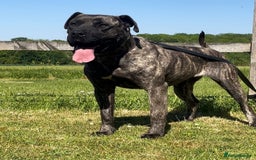 Presa Canario dogs for sale: Presa Canario Puppies for Sale - Image 1