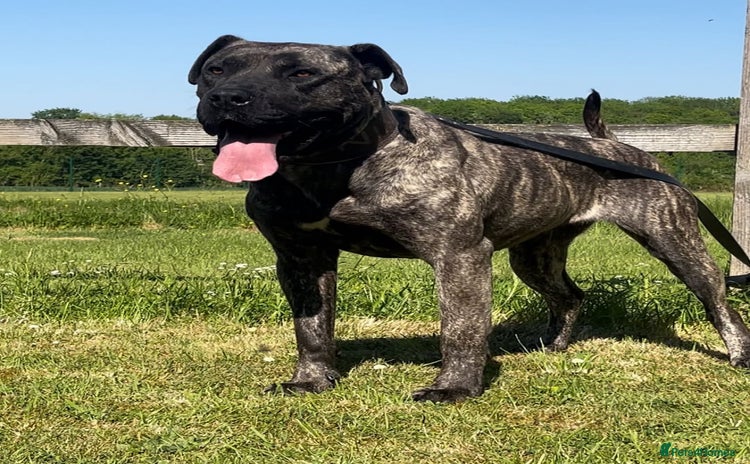 Presa Canario dogs - Advert 1
