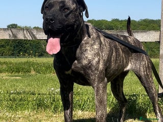 Presa Canario dogs - Advert 25