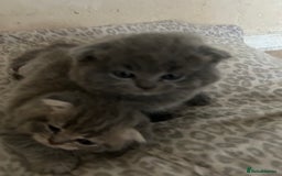 Scottish Fold cats for sale: Scottish fold kittens ready for reservation. - Image 12