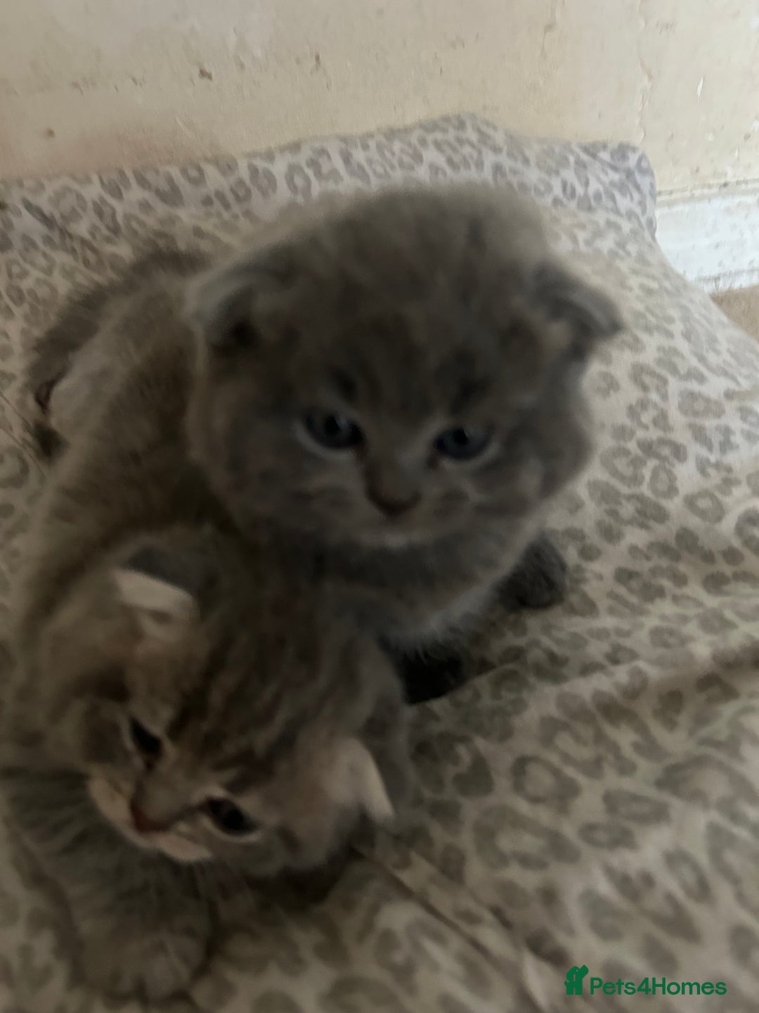 Scottish Fold cats for sale: Scottish fold kittens ready for reservation. - Image 12