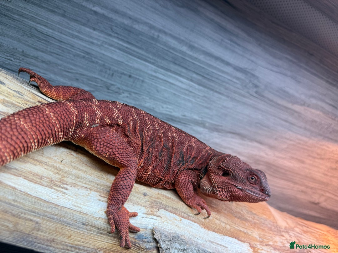 Bearded Dragon reptiles for sale: Insane Red Monster Bearded Dragon - Image 3