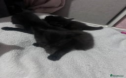 Mixed Breed cats for sale: Kittens black two short haired 1 long haired  - Image 2