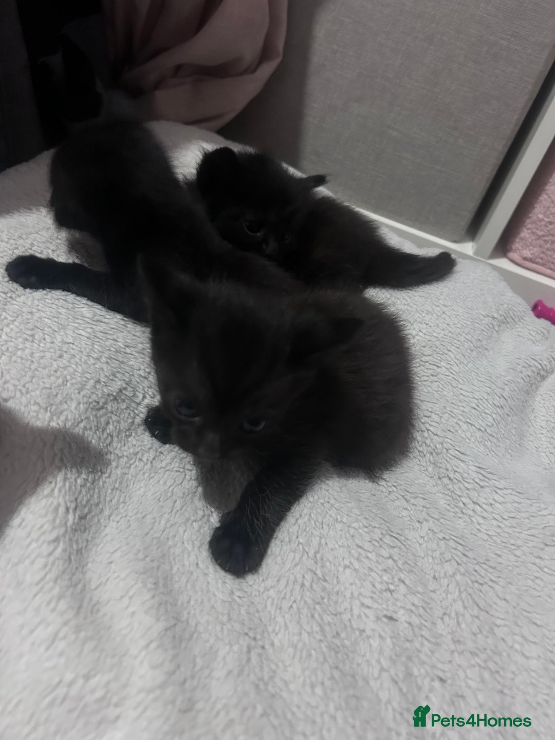 Mixed Breed cats for sale: Kittens black two short haired 1 long haired  - Image 2