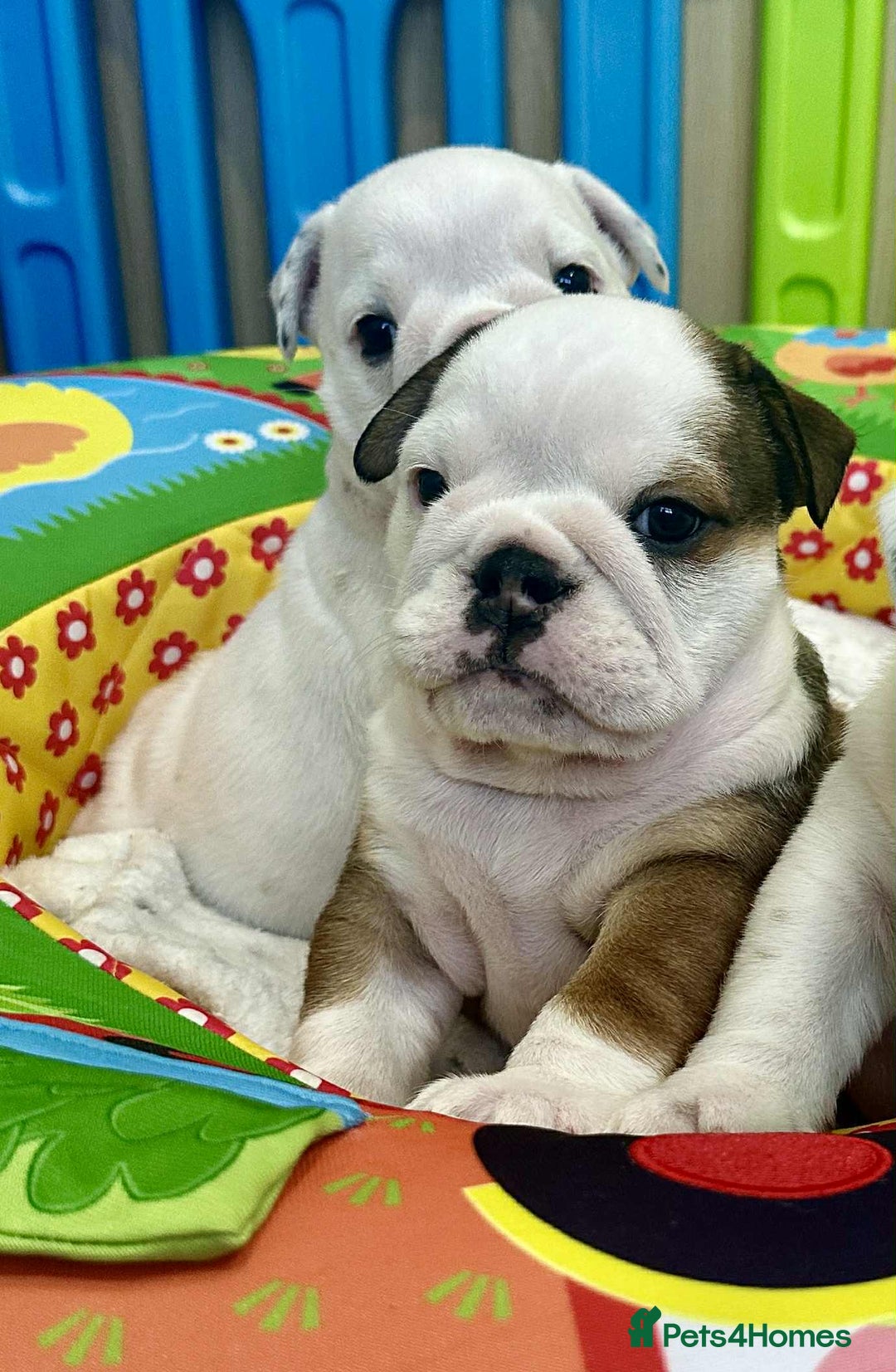 English Bulldog dogs for sale: ** PUREBRED STANDARD COLOUR BULLDOG PUPPIES** - Advert 20