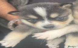 Pomsky dogs for sale: Stunning F4 Pomskies - Image 12