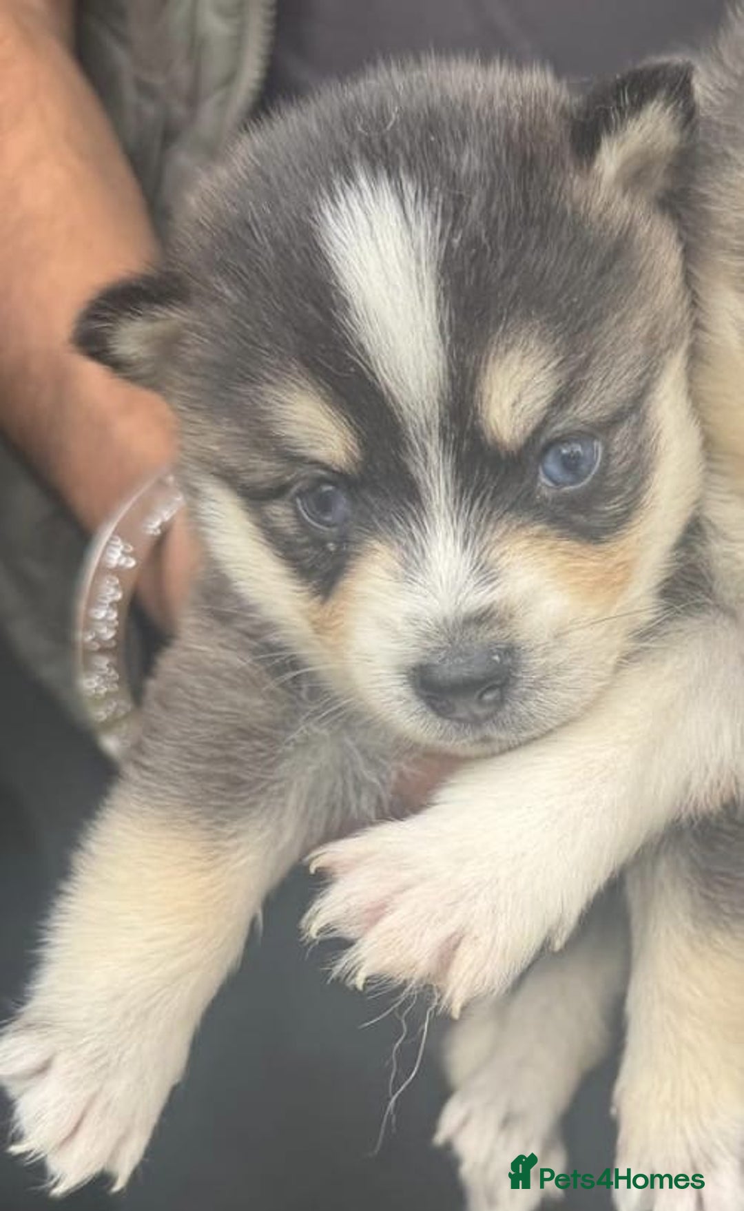 Pomsky dogs for sale: Stunning F4 Pomskies - Image 12