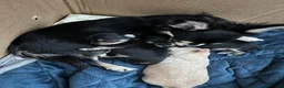 Chihuahua dogs for sale: Chihuahua pups for sale - Advert 7