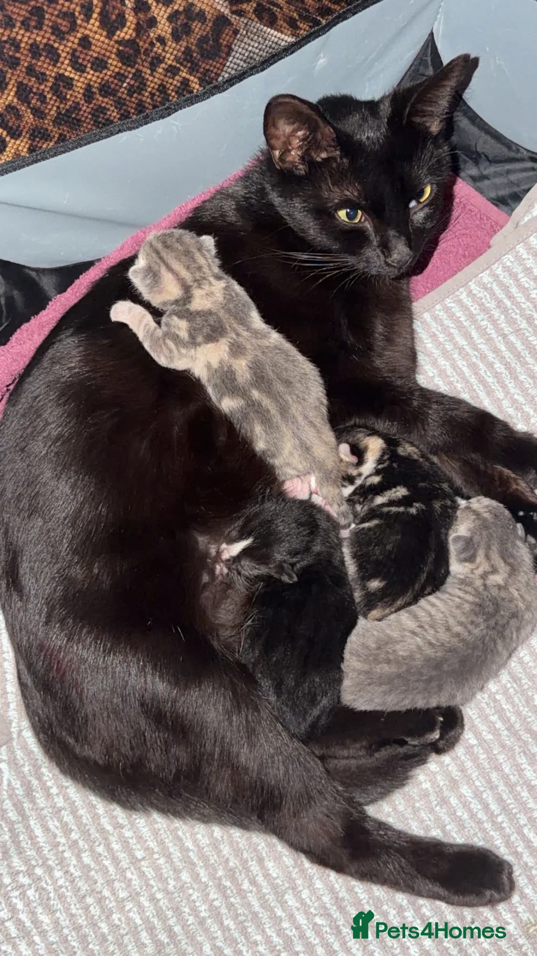 Mixed Breed cats for sale: beautiful little of kittens  - Advert 1