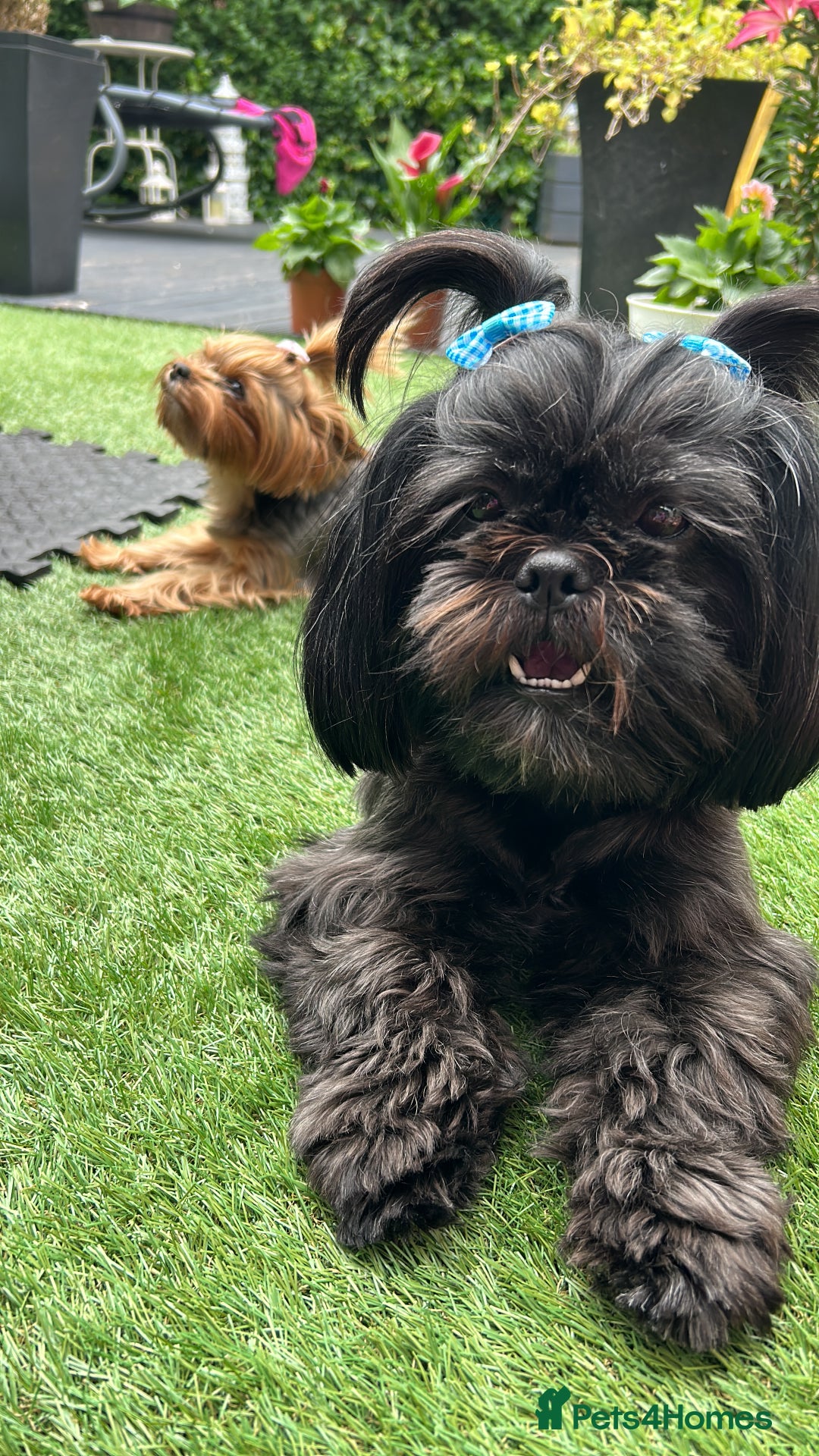 Shih Tzu dogs for sale: SHIT TZU grey puppy - Advert 12