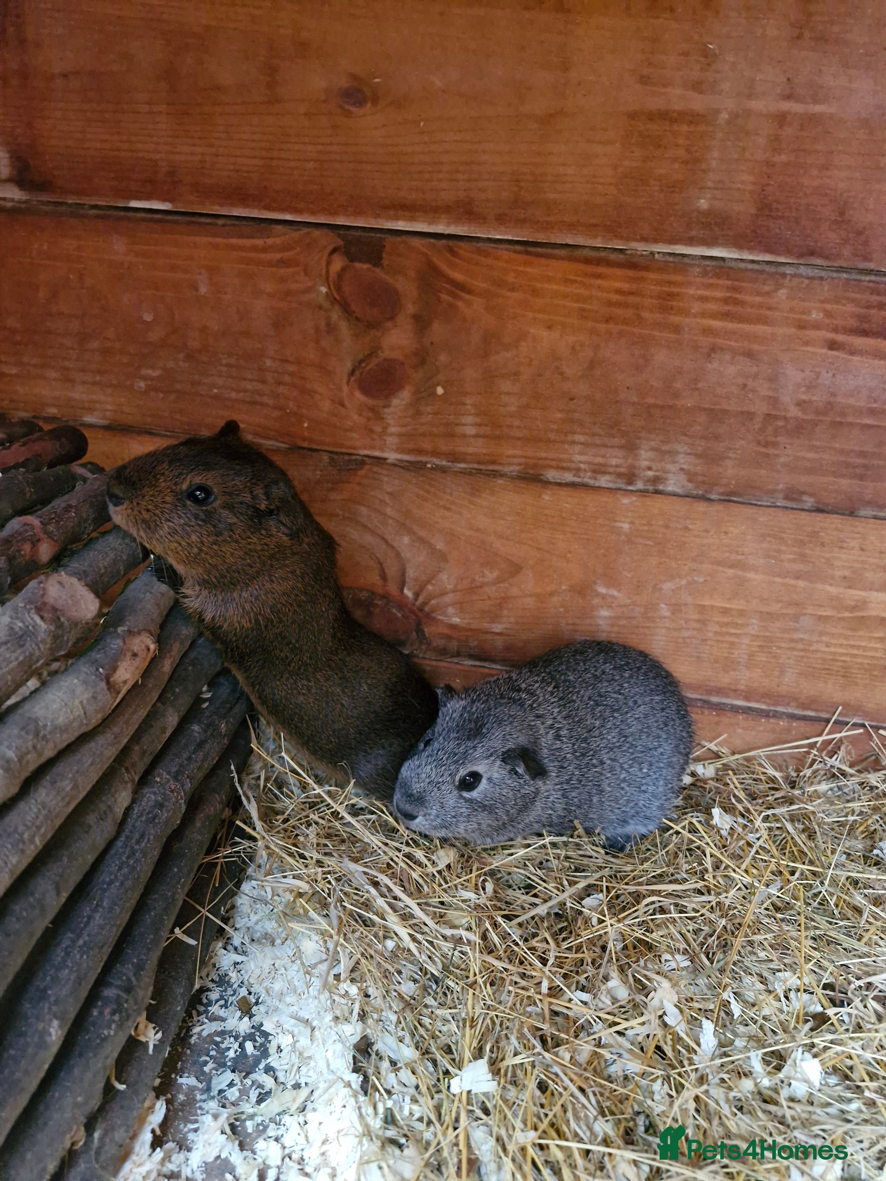 Guinea Pig rodents ** pair of males guineas ** - Advert 1