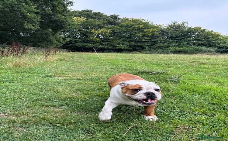 English Bulldog dogs - Advert 1