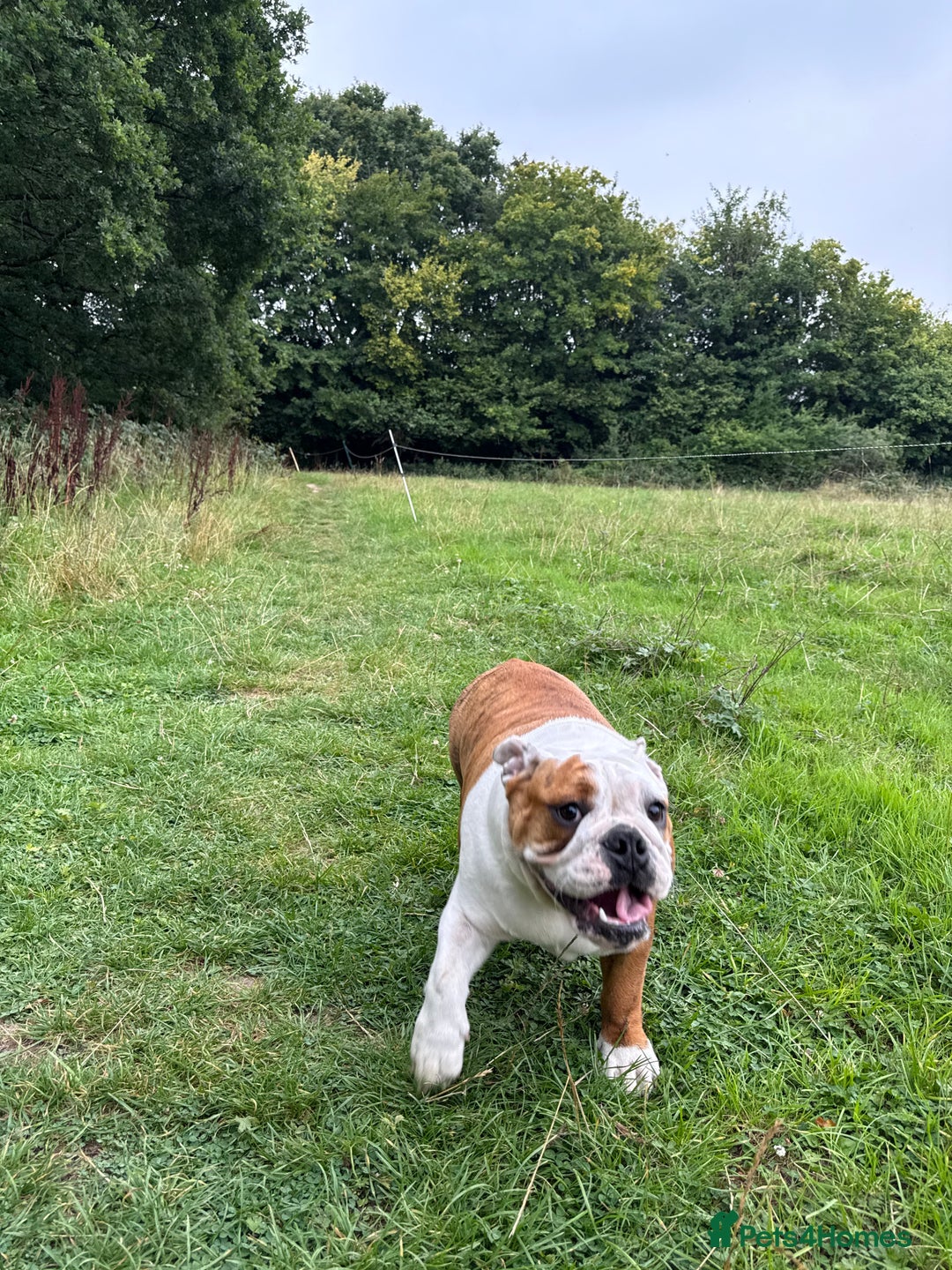 English Bulldog dogs for sale: 🐾 Pedigree Bulldog Puppies 🐾 - Image 1