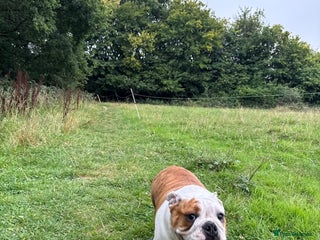 English Bulldog dogs - Advert 20