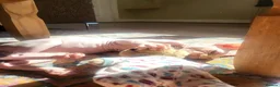 Sphynx cats for sale: Last Canadian sphynx looking for a loving home  - Advert 9