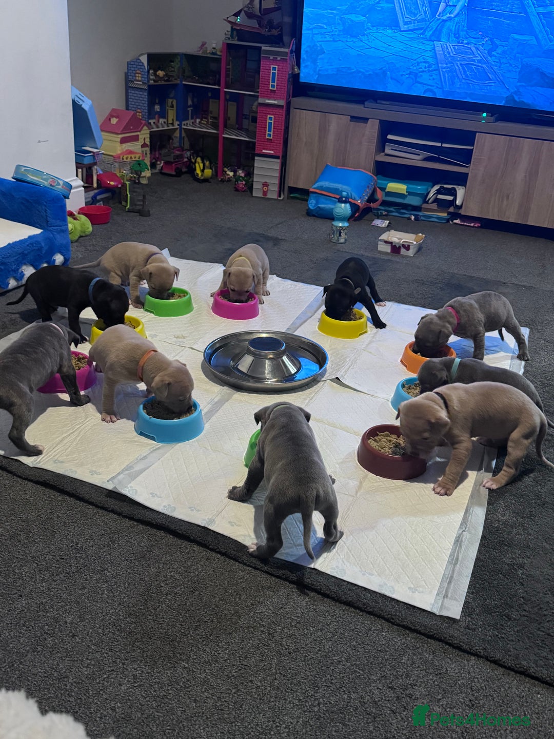 Mixed Breed dogs for sale: 7 Beautiful Staffys left - Advert 9