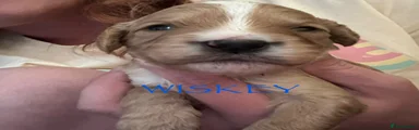 Wiskey