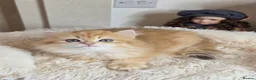 British Longhair cats for sale: British Longhair Kittens – Champion Lines - Advert 9