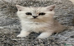 British Shorthair cats for sale: Pure breed British shorthair kittens - Image 9