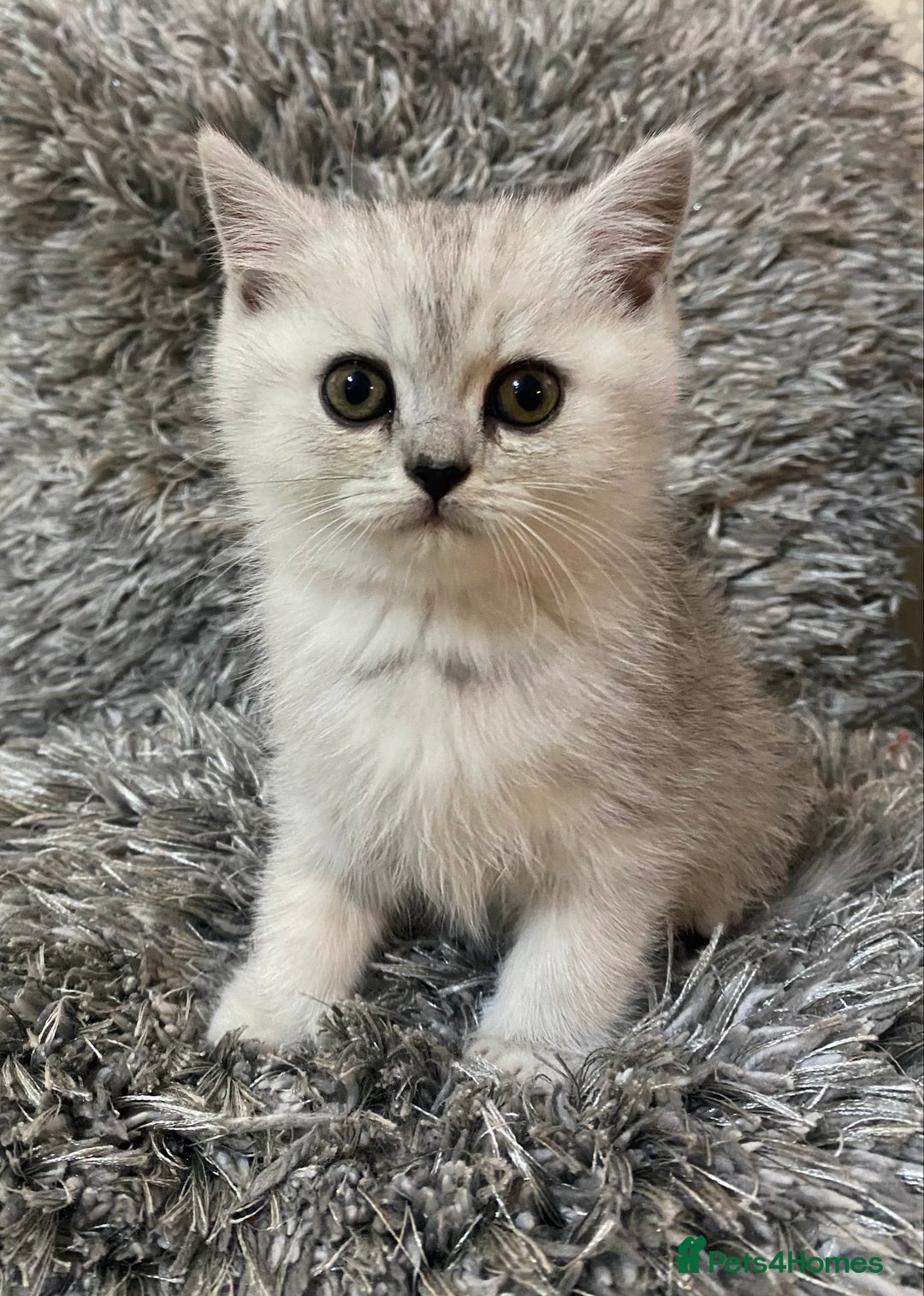 British Shorthair cats for sale: Pure breed British shorthair kittens - Image 9
