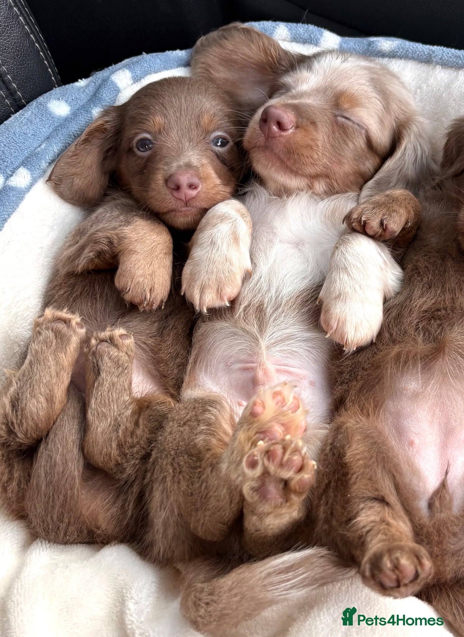 Miniature Dachshund dogs MINIATURE DACHSHUNDS(8weeks)LONG HAIRED - Advert 2