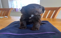 Cocker Spaniel dogs for sale: Adorable cocker spaniel puppies  - Image 21