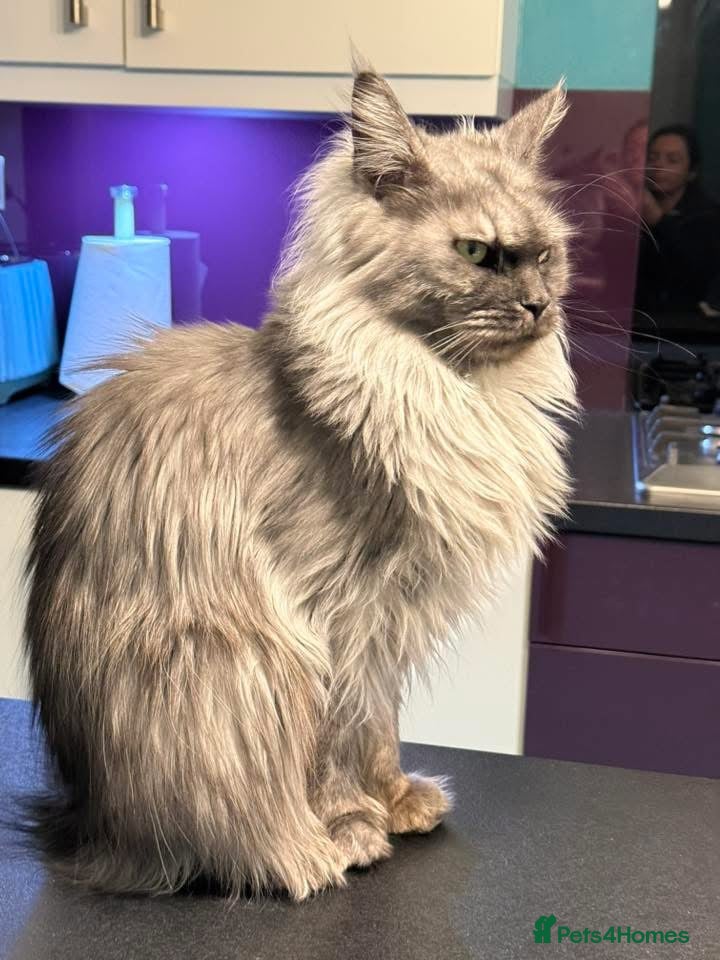 Maine Coon cats GCCF registered Maine coon boys - Advert 1