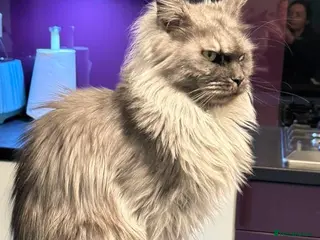 Maine Coon cats GCCF registered Maine coon boys - Advert 4