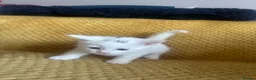 British Shorthair cats for sale: Pair of BSH boys ready in one week  - Advert 15
