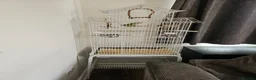 Lovebirds birds for sale: Bonded Lovebirds - Advert 2