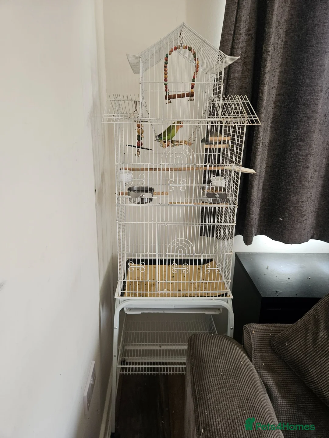 Lovebirds birds for sale: Bonded Lovebirds - Advert 2