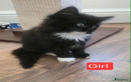 Mixed Breed cats for sale: Lovely Persian mix kittens - Image 7